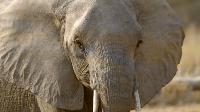 Click to watch 'Elephant Valley' (popup) Tales From Zambia